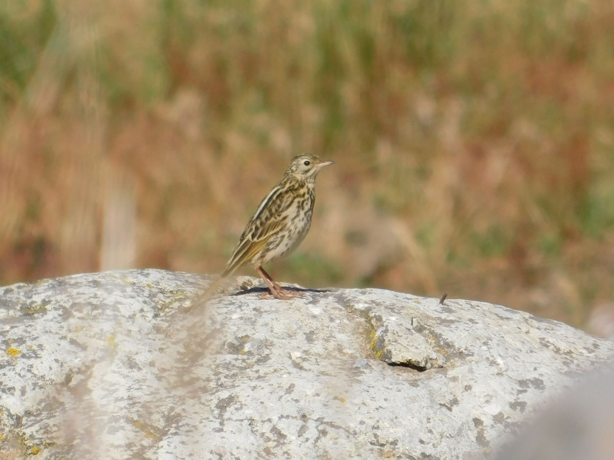 Correndera Pipit (Anthus correndera), photo 5