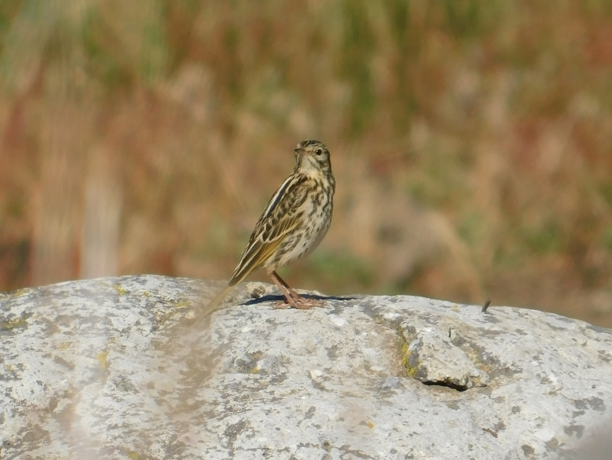 Correndera Pipit (Anthus correndera), photo 6