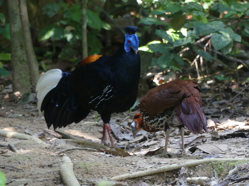 Malayan Crested Fireback (Lophura rufa), photo 6