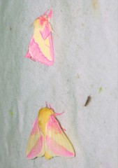 Hyparpax aurora