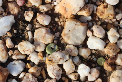 Conophytum subfenestratum