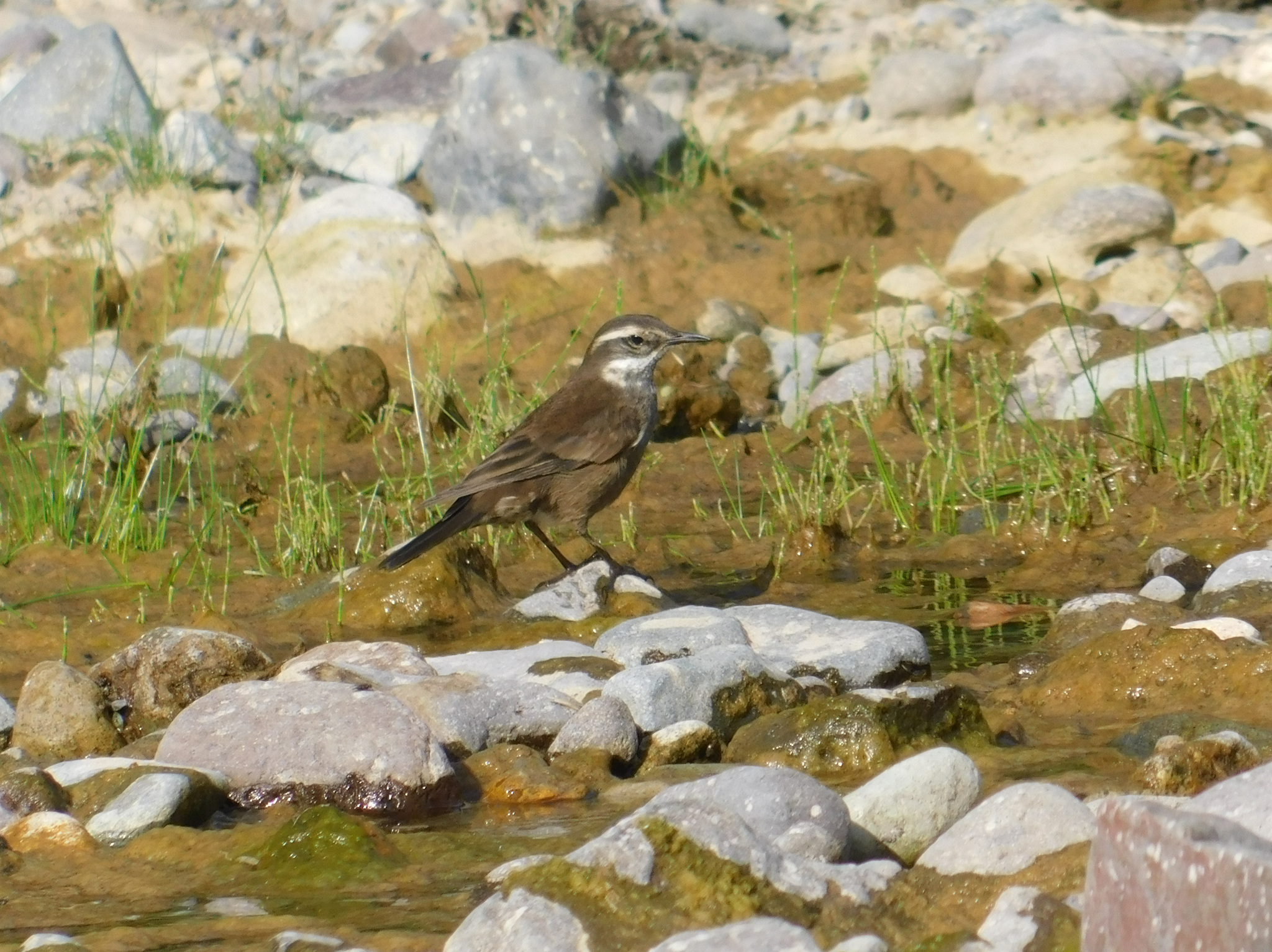 Grey-flanked Cinclodes (Cinclodes oustaleti), photo 6