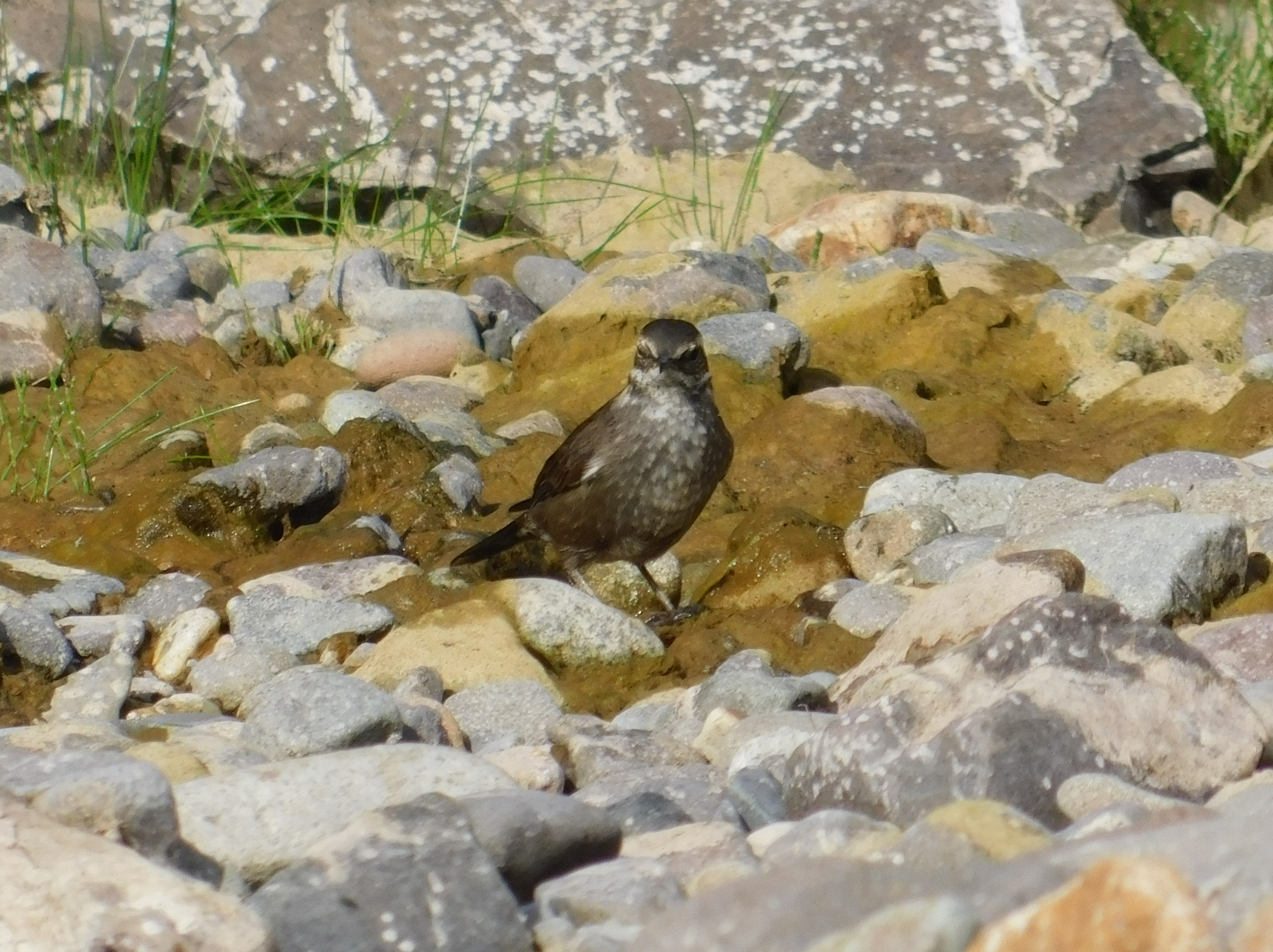 Grey-flanked Cinclodes (Cinclodes oustaleti), photo 7