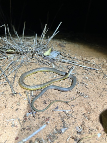 Narrow-headed Whipsnake
