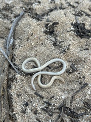 Gnaraloo Worm-Lizard photo 1