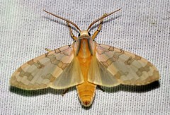 Halysidota tessellaris