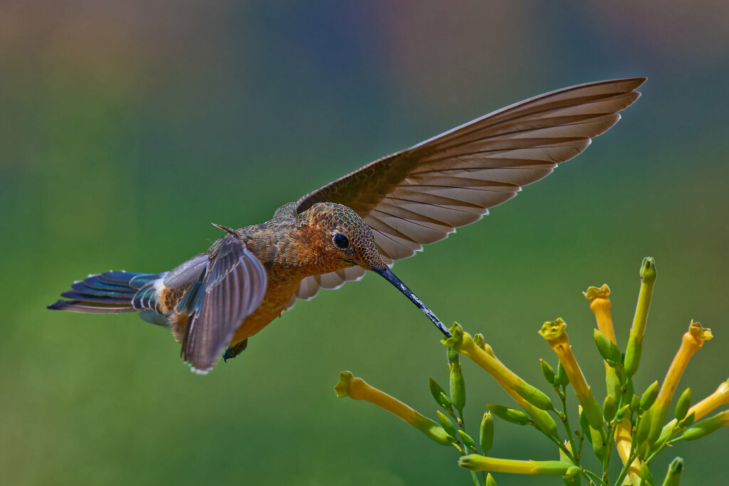 Giant Hummingbirds