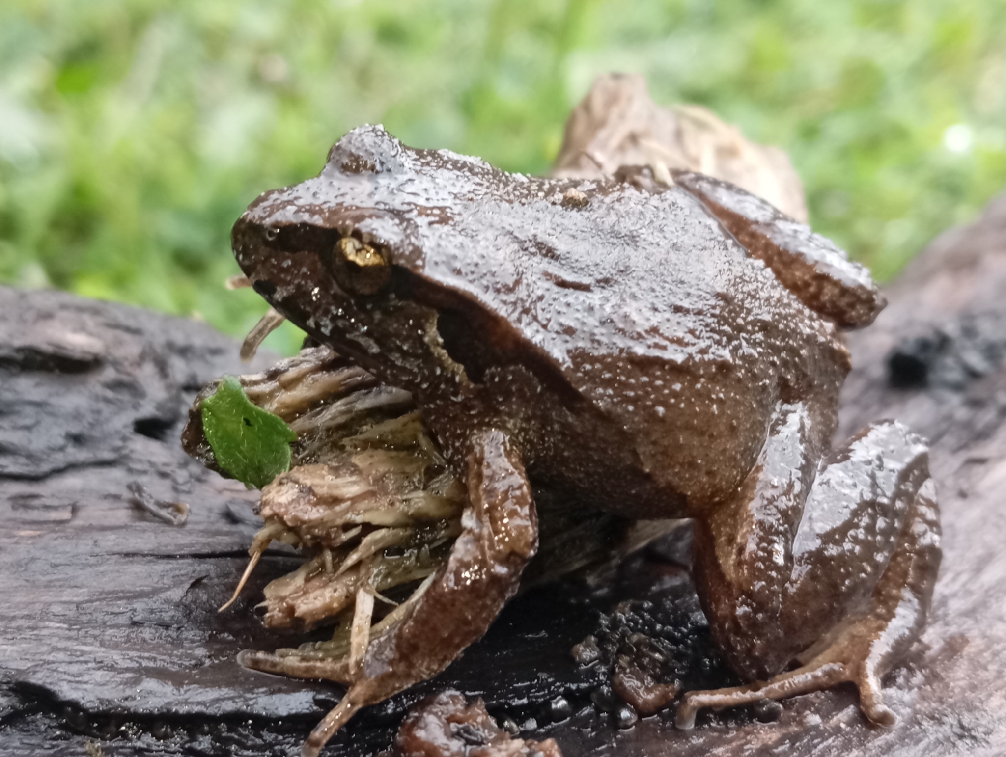 Eupsophus calcaratus (Günther, 1881)