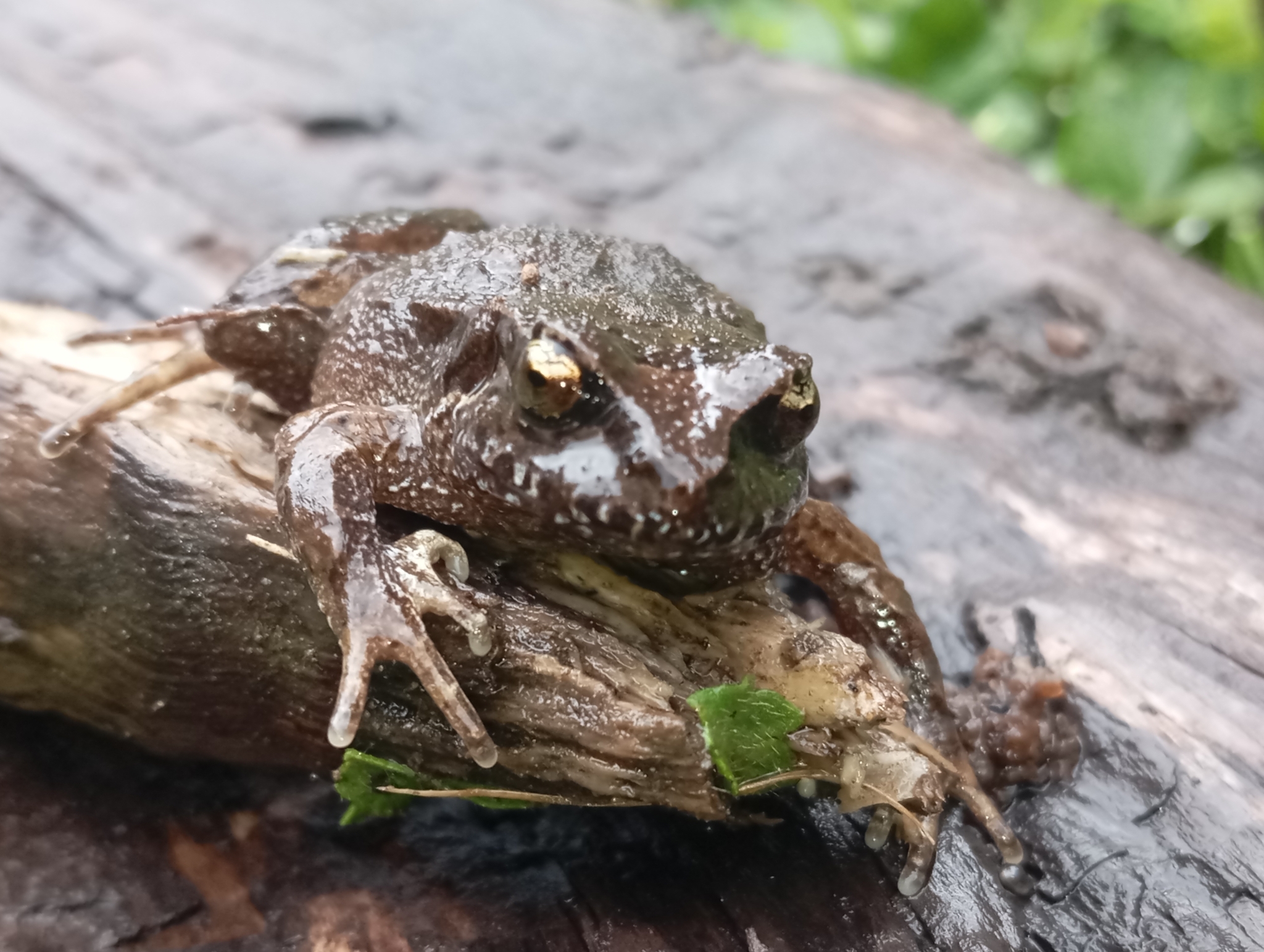 Eupsophus calcaratus (Günther, 1881)