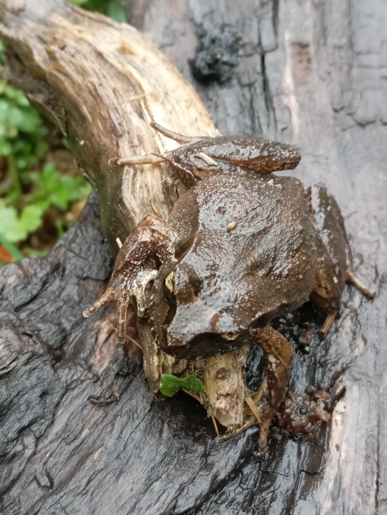 Eupsophus calcaratus (Günther, 1881)