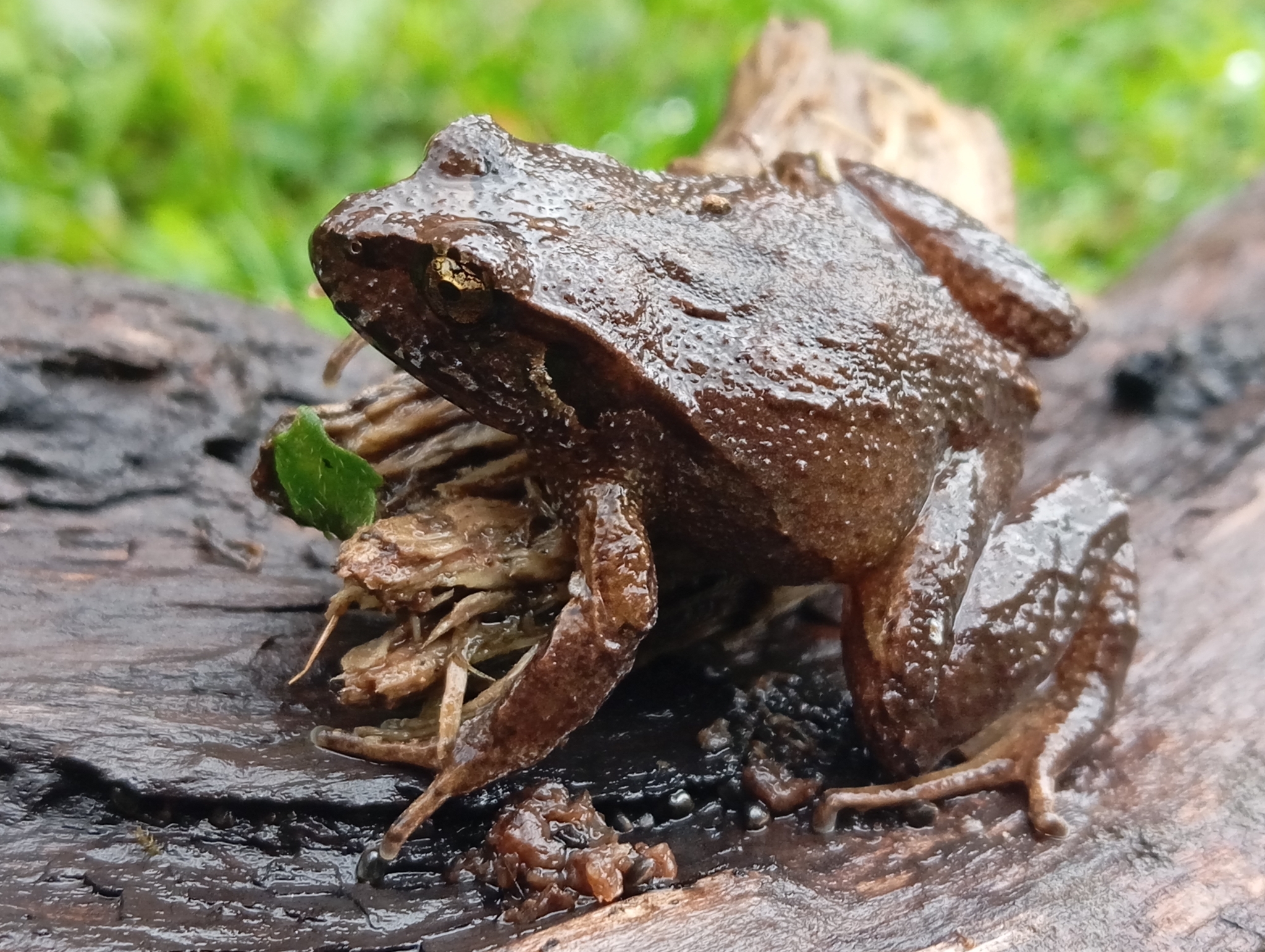 Eupsophus calcaratus (Günther, 1881)