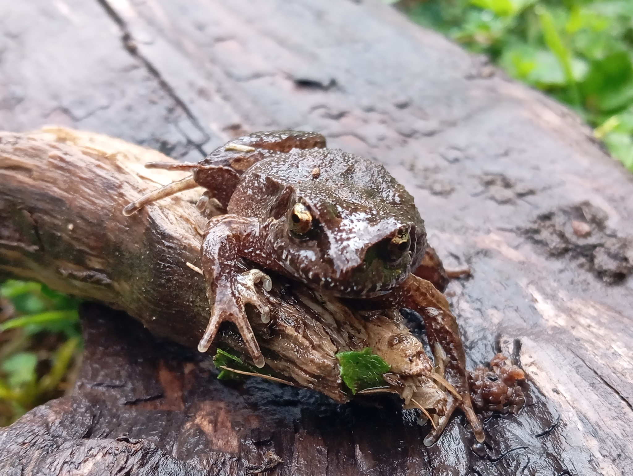 Eupsophus calcaratus (Günther, 1881)