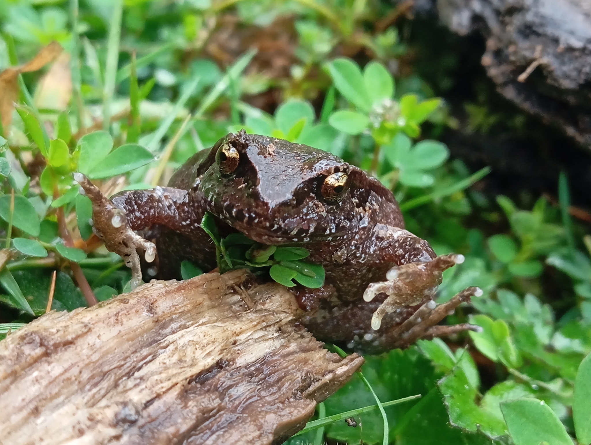 Eupsophus calcaratus (Günther, 1881)