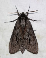Lapara coniferarum