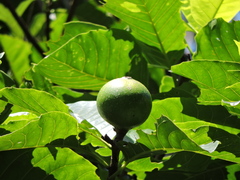 Tocoyena sellowiana, photograph Fabrício Mil Homens Riella, CC BY, iNaturalist via GBIF