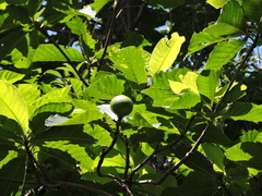 Tocoyena sellowiana, photograph Fabrício Mil Homens Riella, CC BY, iNaturalist via GBIF