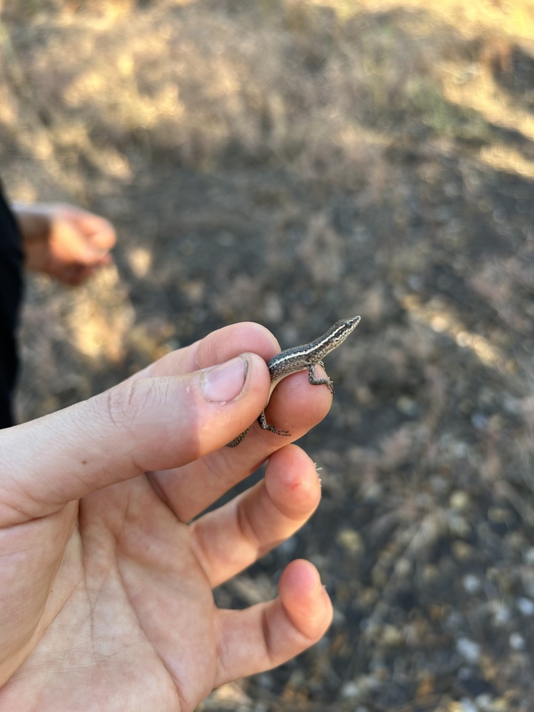 Noble Snake-Eyed Skink