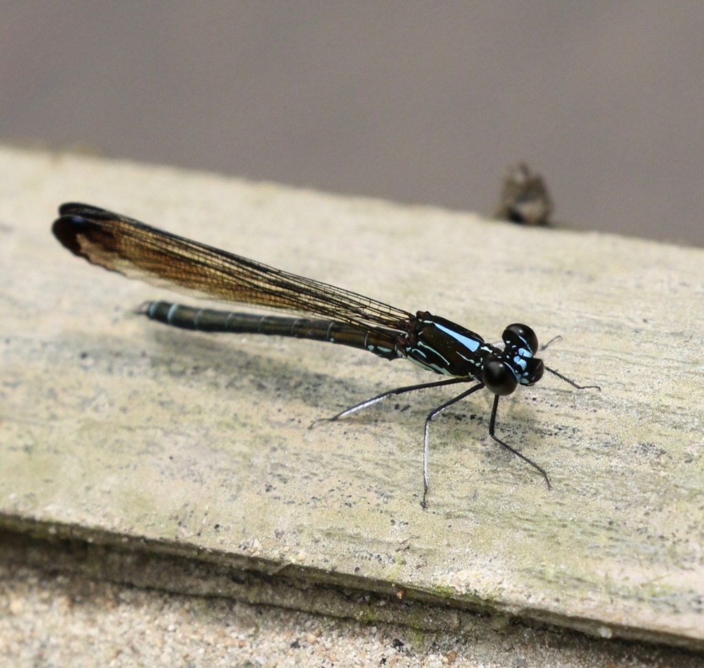 Aristocypha immaculata