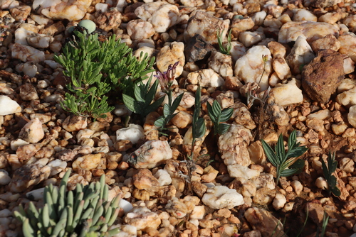 Babiana lewisiana