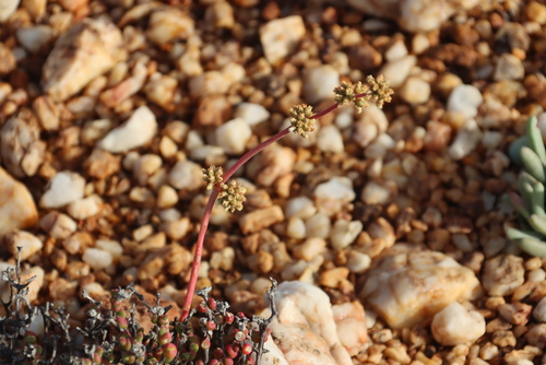 Crassula subacaulis