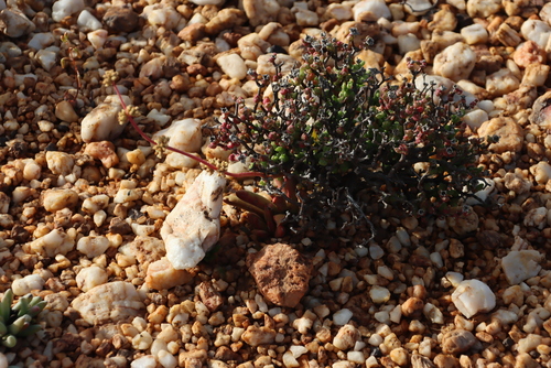 Crassula subacaulis