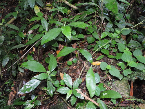 Dorstenia carautae