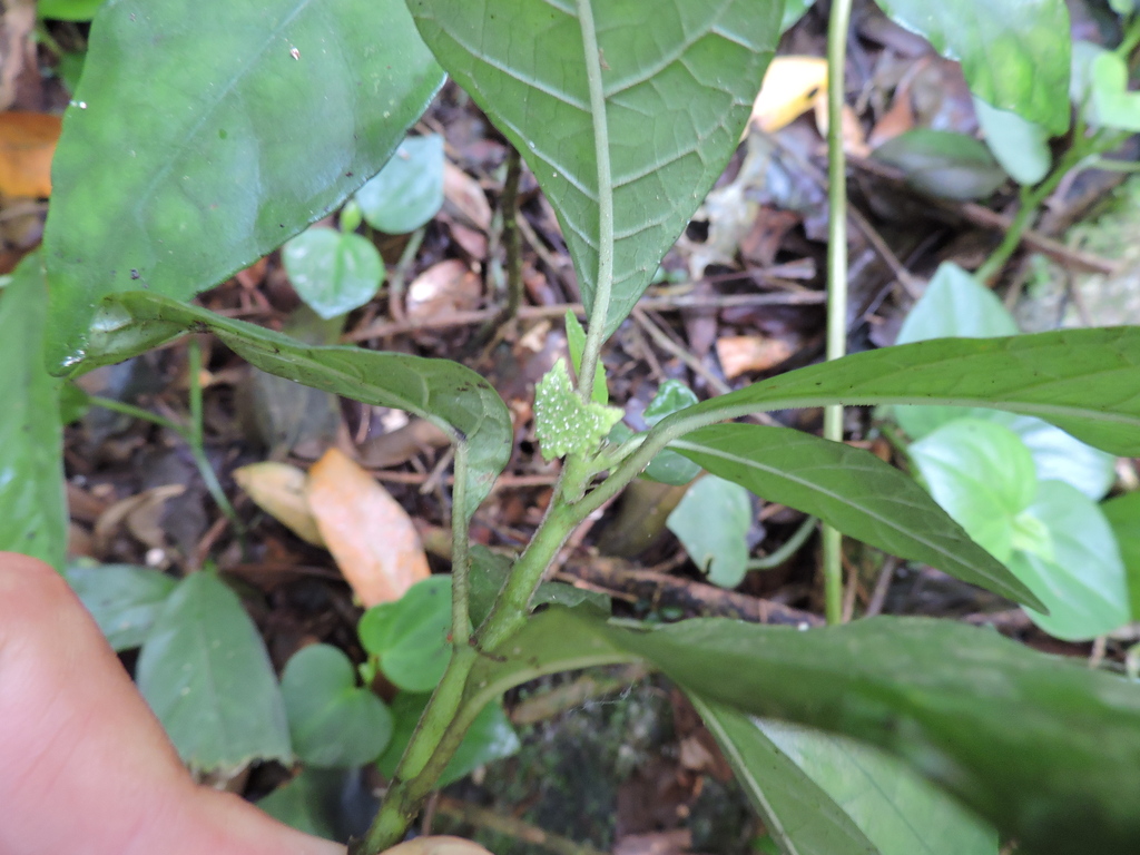 Dorstenia carautae, Morretes, Itapema - SC, 88220-000, Brasil
