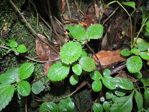 Pilea pubescens, photograph 1