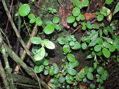 Pilea pubescens