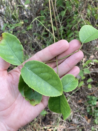 Image of Hippocratea volubilis by no rights reserved
