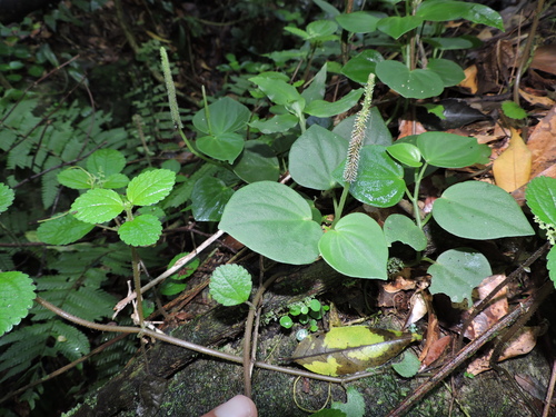 Brazilian peperomia