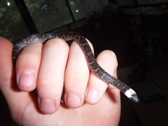 Atractus snethlageae