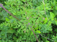 Thalictrum aquilegiifolium sibiricum