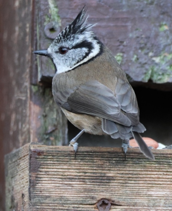 Scottish Crested Tit
