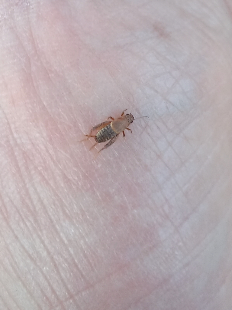 Derectaotus