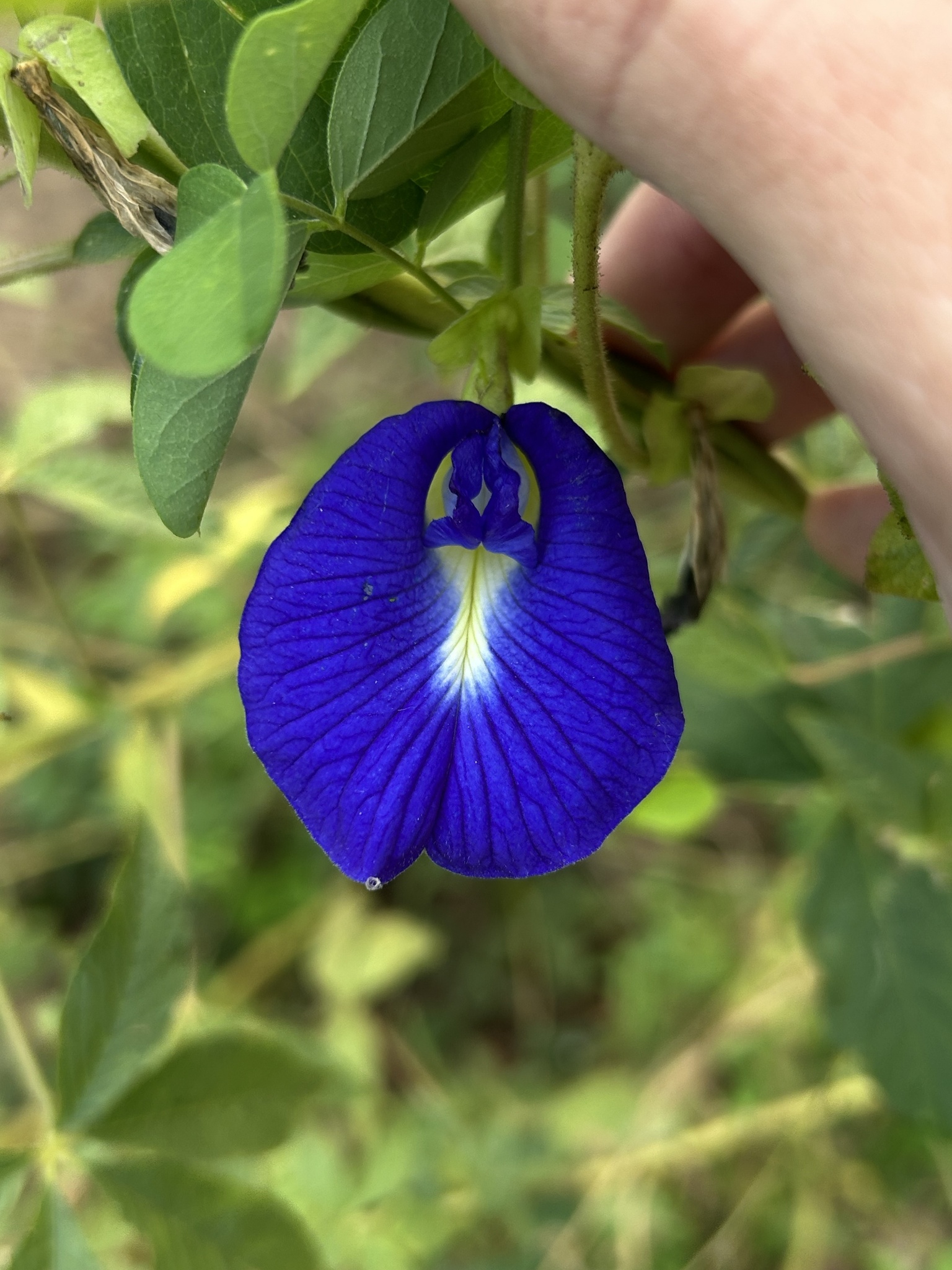 Clitoria ternatea