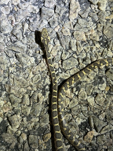 Paraiba Cat-eyed Snake
