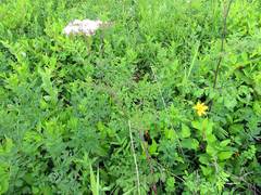 Thalictrum aquilegiifolium sibiricum