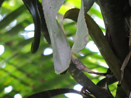 Foto de Bilbergia-zebrina