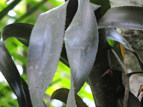 Foto de Bilbergia-zebrina