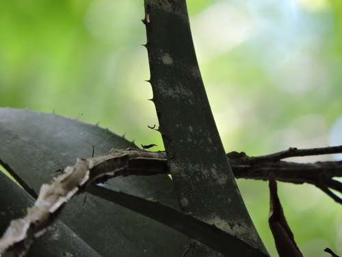 Foto de Bilbergia-zebrina