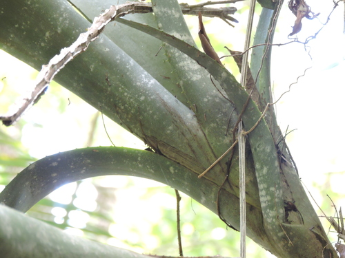 Foto de Bilbergia-zebrina