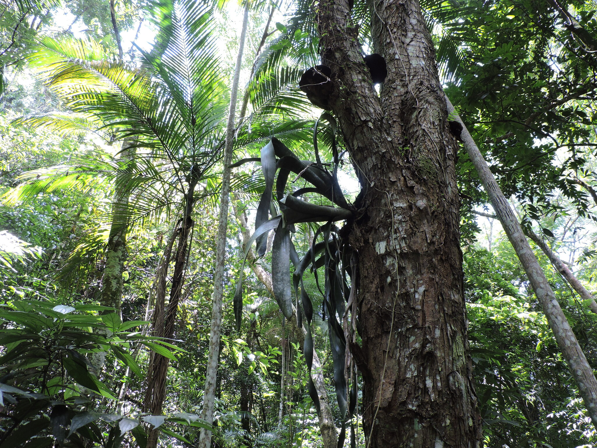 Imagem de Bilbergia-zebrina