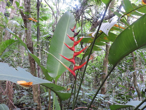 Foto de Bananeira-de-jardim
