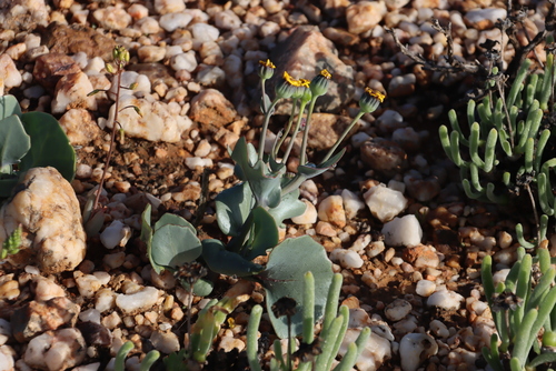 Othonna cuneata