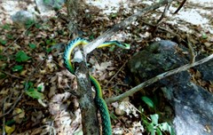 Leptophis diplotropis forreri