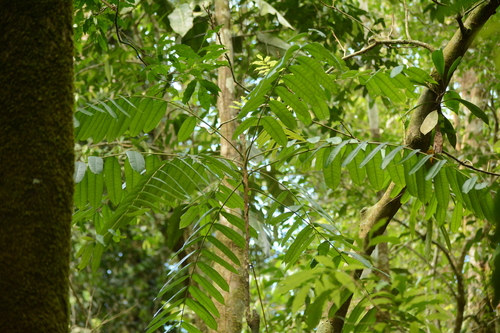 Homalolepis cedron, photograph 4