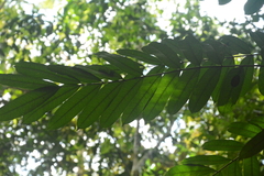 (c) Siddarth Machado, some rights reserved (CC BY) Homalolepis cedron, photograph (c) Siddarth Machado, some rights reserved (CC BY)
