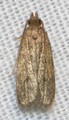 Glyphidocera juniperella