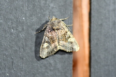 Lacinipolia olivacea